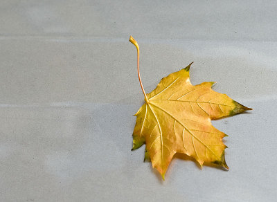 Leaves on cars