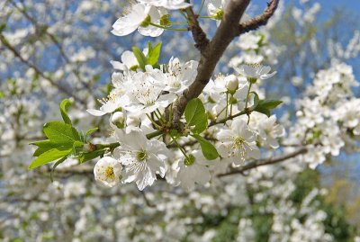 Tree in full bloom