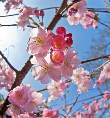 Cherry blossoms