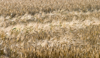 Ripe barley