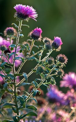 Backlit aster