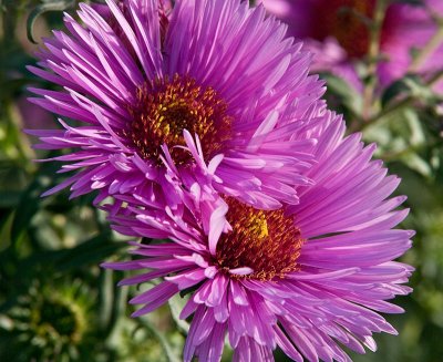 Aster