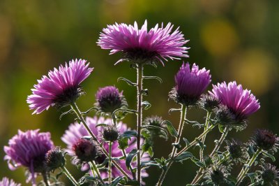 Backlit aster