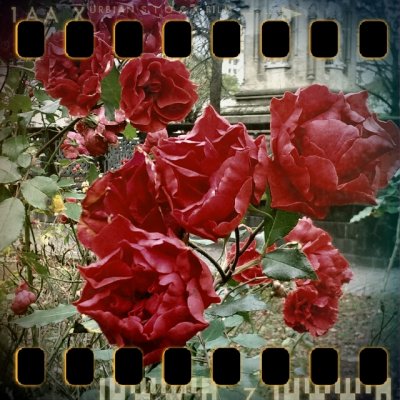 November 18th II: ... to the roses.