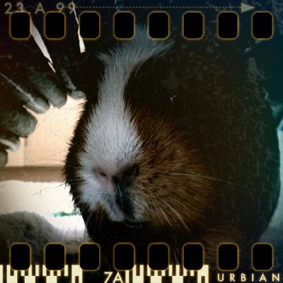 December 18th II: The big bad guinea pig
