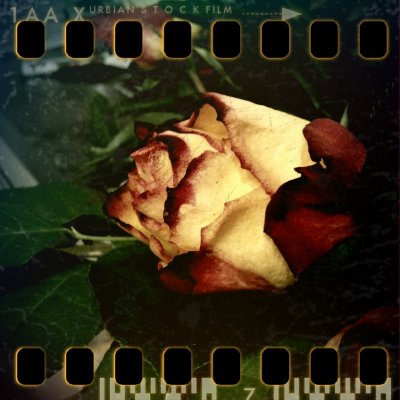 December 28th I: Rose
