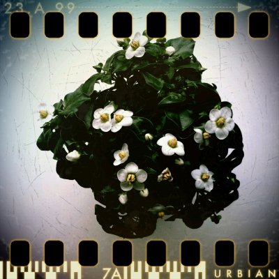 February 4th: Little flower planet