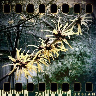February 10th: Springtime in winter