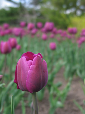 Ottawa/Tulip Festival