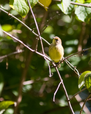 palmwarbler-5961.jpg
