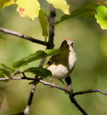 rubycrownedkinglet-5913.jpg
