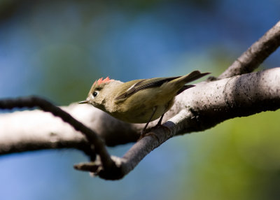 rubycrownedkinglet-5922.jpg