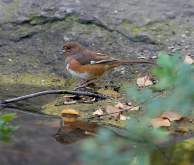 towhee-5832.jpg