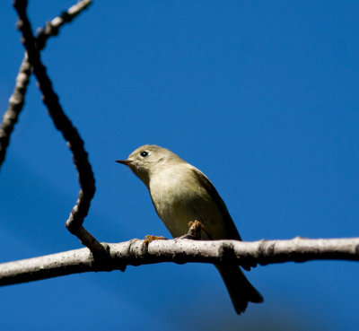 tuftedtitmouse-5930.jpg