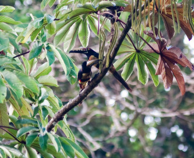 collared aracari -0149.jpg