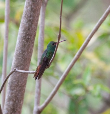 rufous tailed hummingbird -9896.jpg