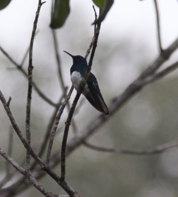 white necked jacobin -0072.jpg