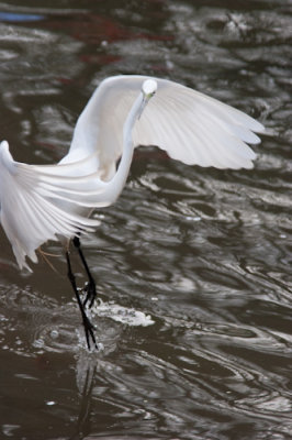 Spring Migration 2009