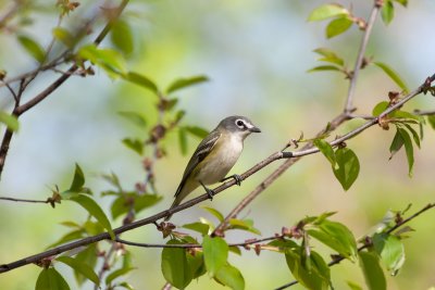 blueheaded vireo-6896.jpg