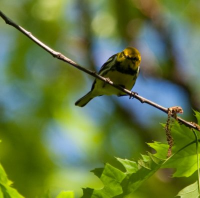 blackthroated green-8148-5.jpg