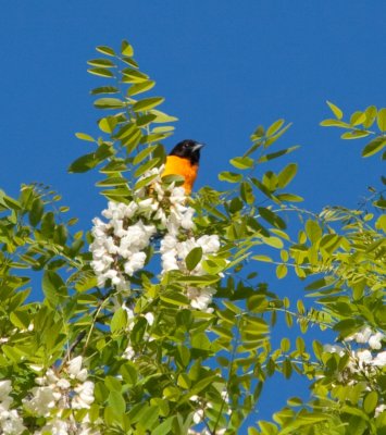 20090519-oriole flowers-9182.jpg