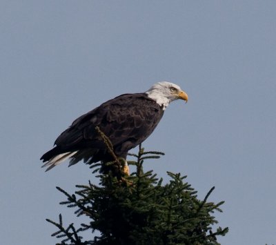 eagle-0038.jpg