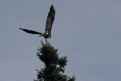 eagle taking off-0046.jpg