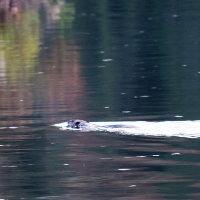 otter-9974.jpg