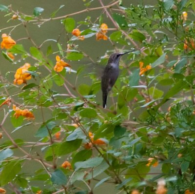 hummingbird-9897.jpg