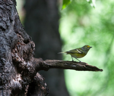 white eyed vireo-8886.jpg