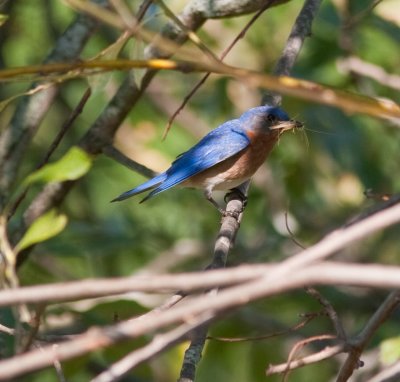 eastern bluebird-6381.jpg