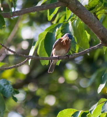 eastern bluebird-6390.jpg