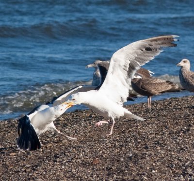 gull fighting-6612.jpg