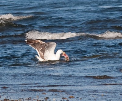 gull fishing-6581.jpg