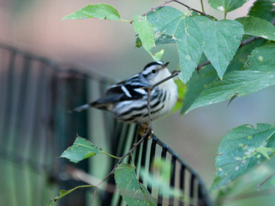 black and white warbler-9085.jpg