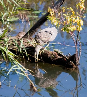 black cr nt heron - juv-9234.jpg