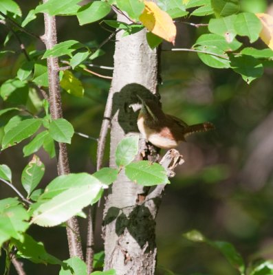 carolina wren-9061.jpg