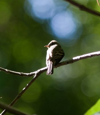 eastern wood peewee-9197.jpg