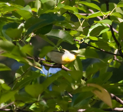 northern parula-9066.jpg