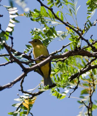 scarlet tanager-9213.jpg