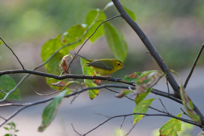 wilsons warbler -8285.jpg