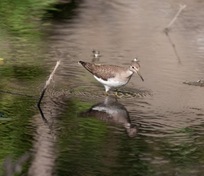 solitary sandpiper-8149.jpg