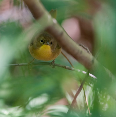 common yellowthroat-8283.jpg