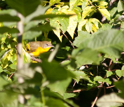 yellow breasted chat-8526.jpg