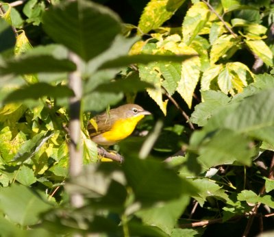 yellow breasted chat-8525.jpg