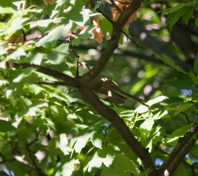 yellow billed cuckoo-8038.jpg