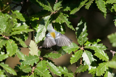 northern parula-9020.jpg