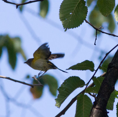 american redstart-7791.jpg