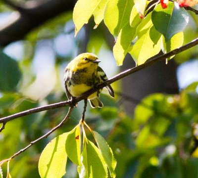 black-throated green w-7801.jpg