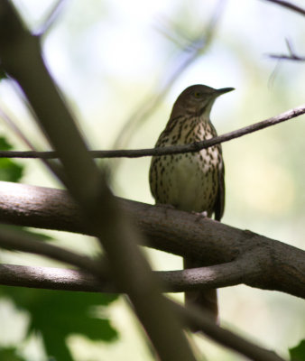 brown  thrasher-7776.jpg